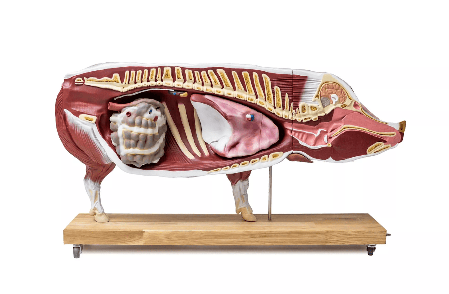 Schweinemodell, 20 - teilig, 1/2 natürliche Größe - Erler - Zimmer