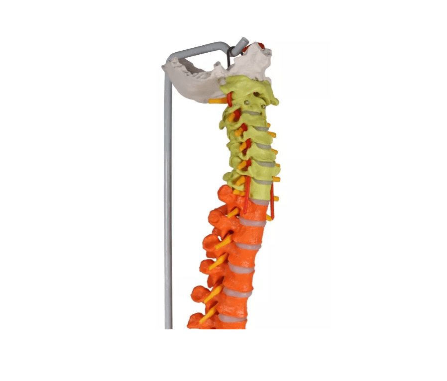 Flexible Wirbelsäule, didaktisch - Erler - Zimmer