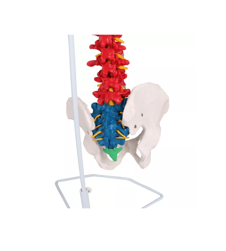 Flexible Wirbelsäule, didaktisch - Erler - Zimmer