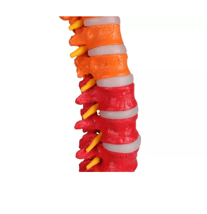 Flexible Wirbelsäule, didaktisch - Erler - Zimmer