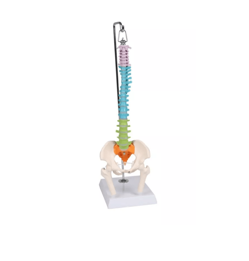 Flexible Miniaturwirbelsäule, didaktisch - Erler - Zimmer