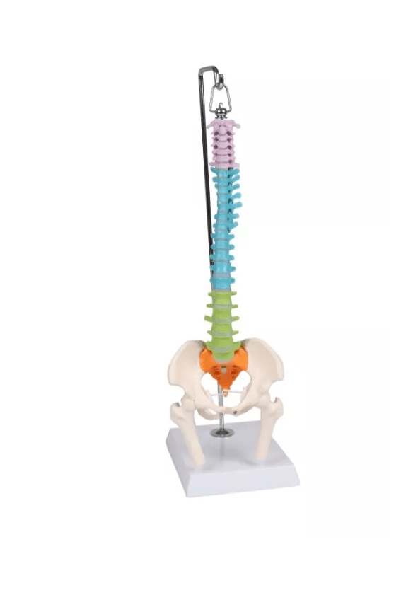 Flexible Miniaturwirbelsäule, didaktisch - Erler - Zimmer