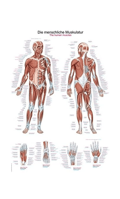 Lehrtafel Human Medizin - Erler - Zimmer
