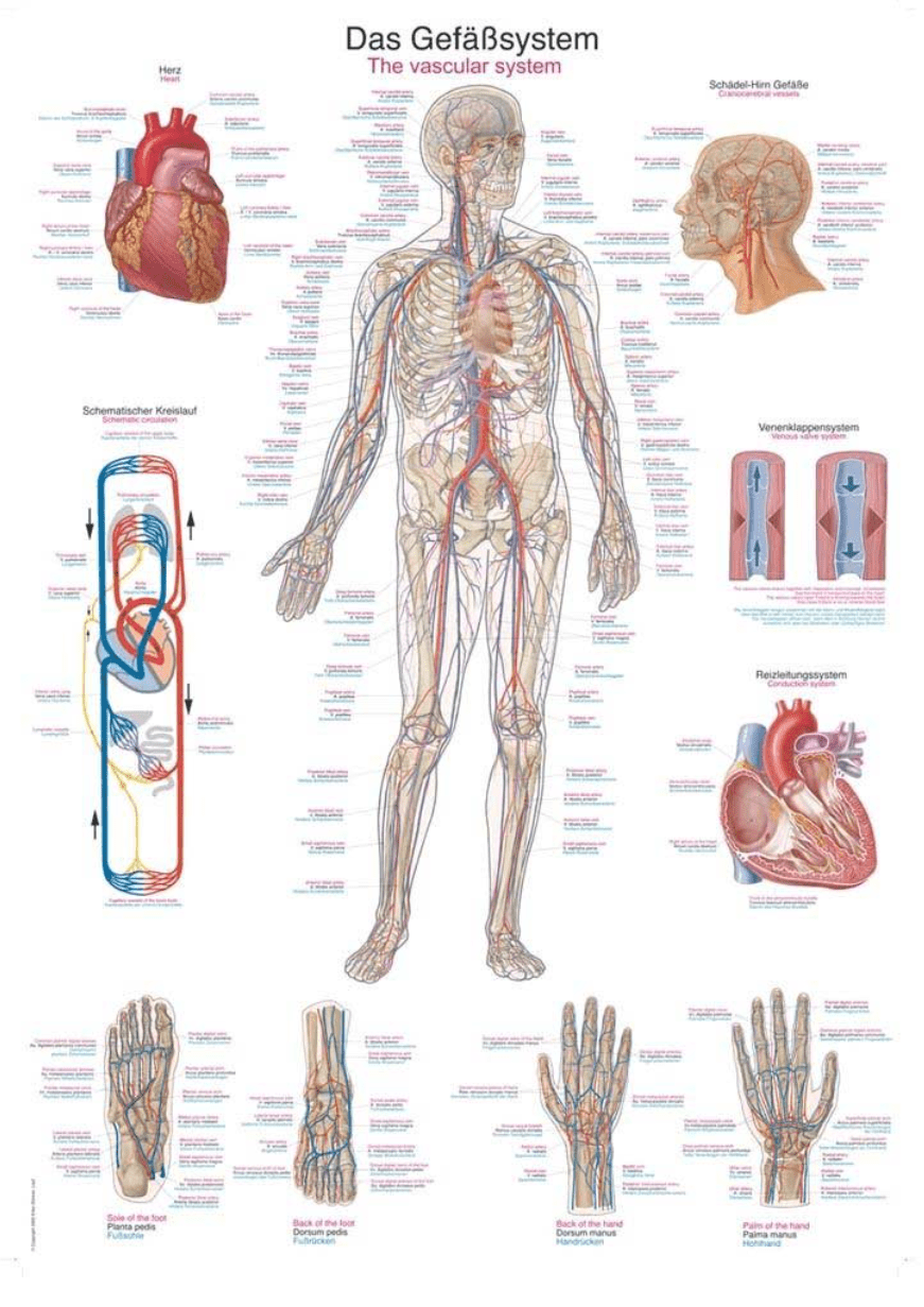 Lehrtafel Human Medizin - Erler - Zimmer