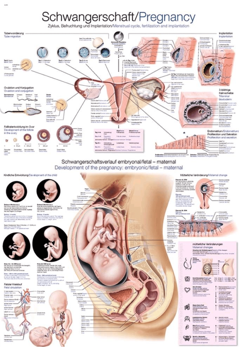 Lehrtafel Human Medizin - Erler - Zimmer