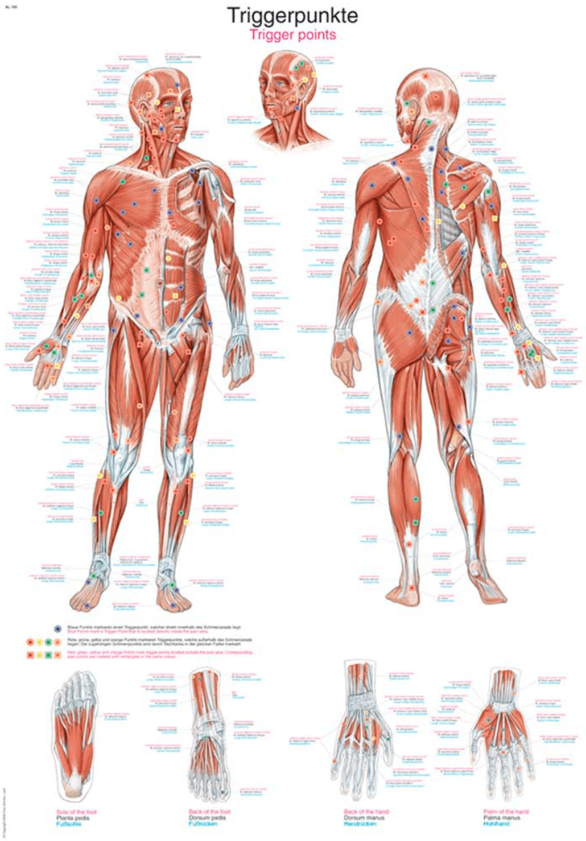 Lehrtafel Human Medizin - Erler - Zimmer