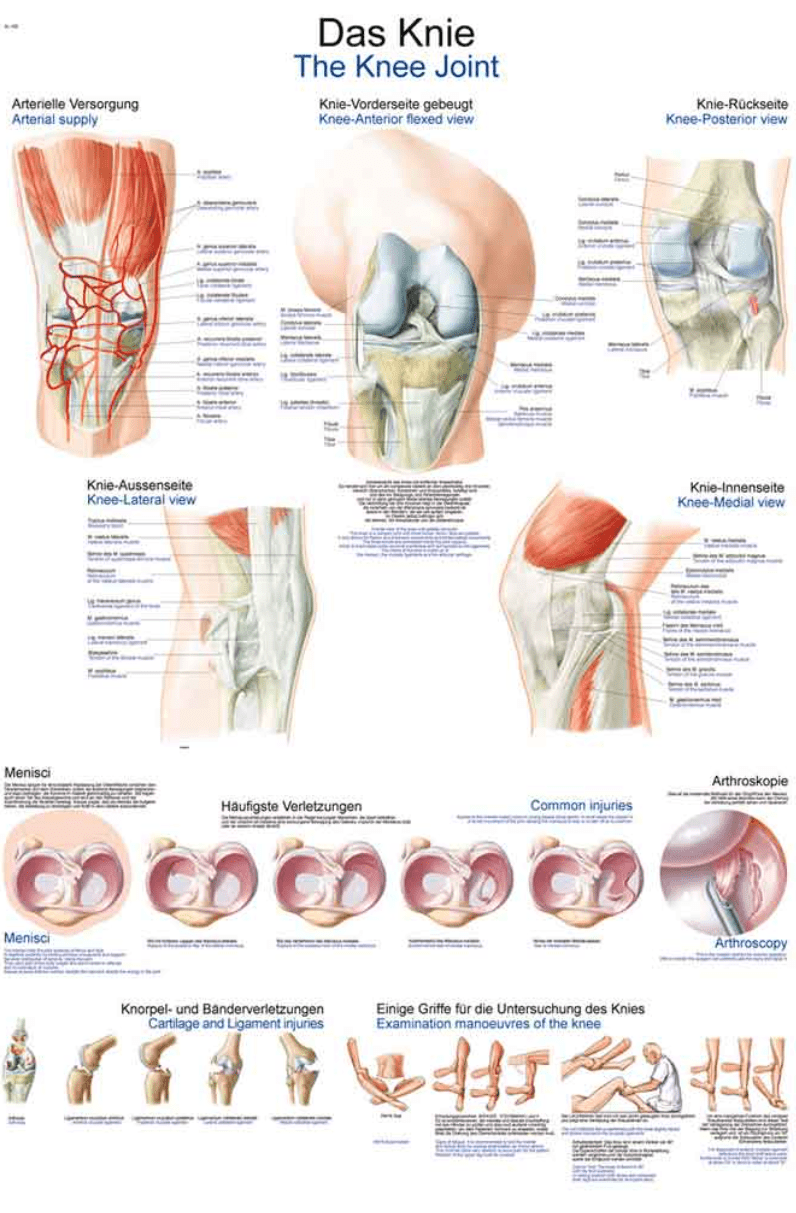 Lehrtafel Human Medizin - Erler - Zimmer