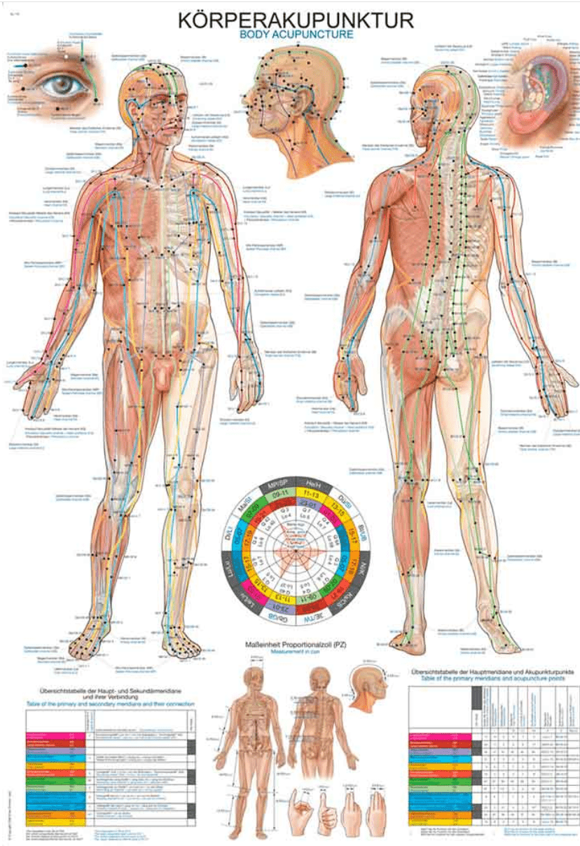 Lehrtafel Human Medizin - Erler - Zimmer