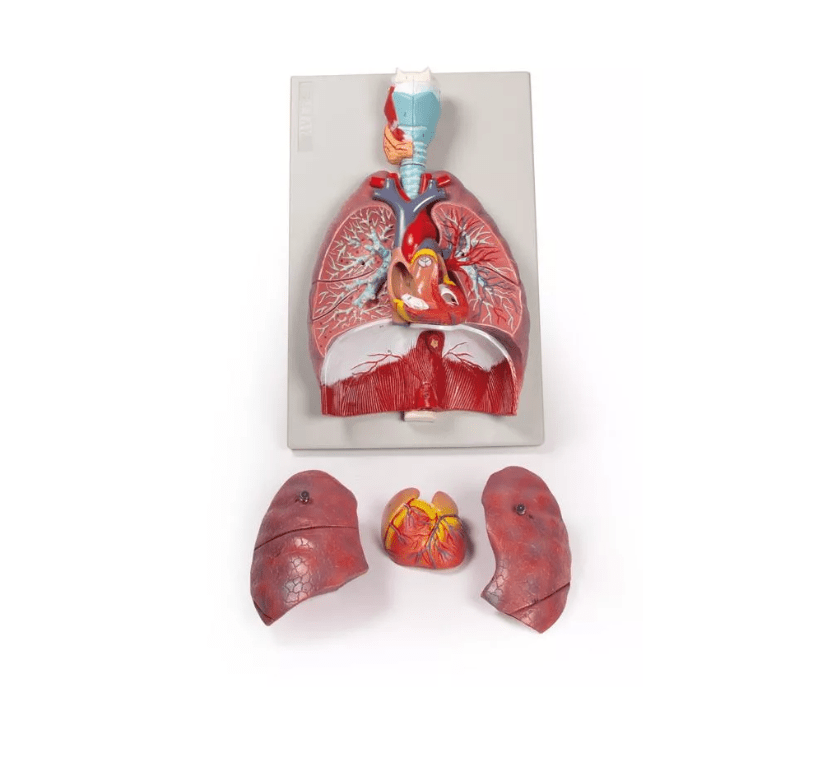 Lunge, Herz und Kehlkopf, 7 Teile - Erler - Zimmer