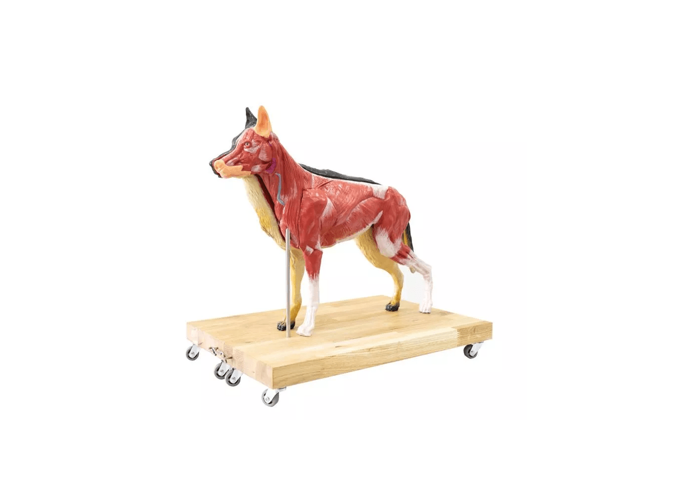 Hunde Modell (Schäferhund), 11 - teilig, 2/3 natürliche Größe - Erler - Zimmer