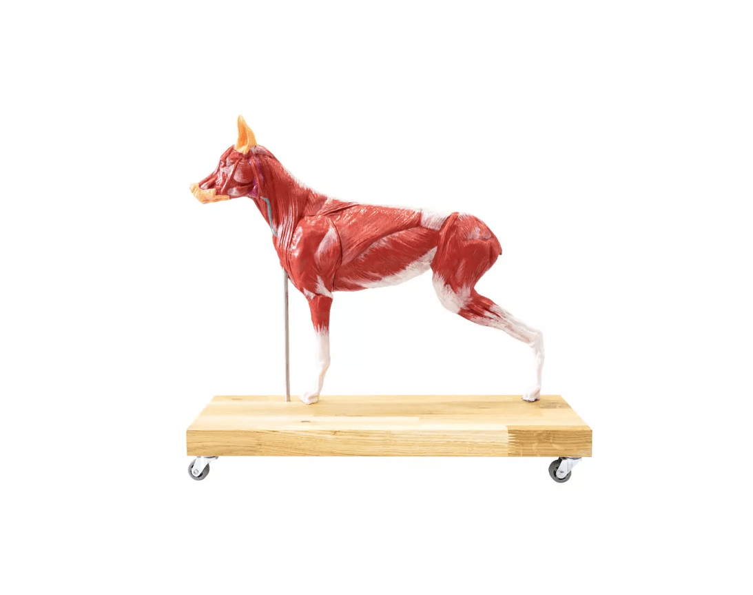 Hunde Modell (Schäferhund), 11 - teilig, 2/3 natürliche Größe - Erler - Zimmer