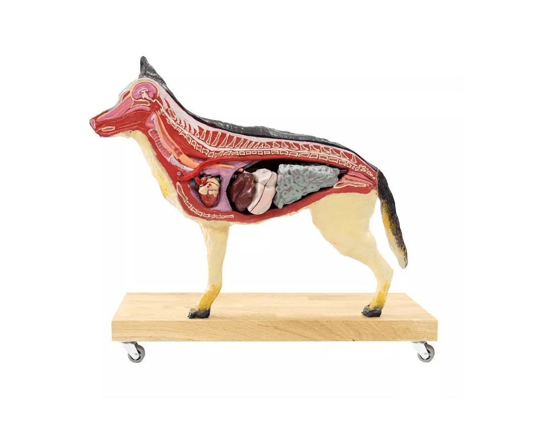 Hunde Modell (Schäferhund), 11 - teilig, 2/3 natürliche Größe - Erler - Zimmer