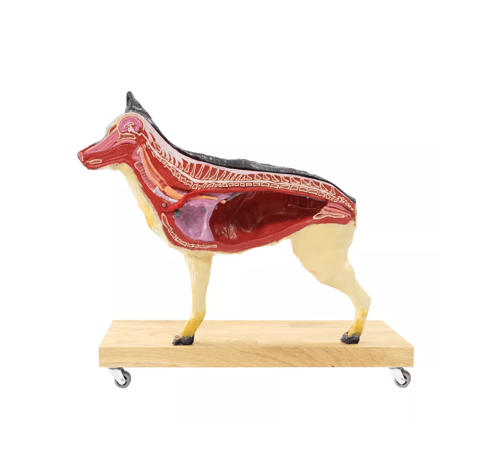 Hunde Modell (Schäferhund), 11 - teilig, 2/3 natürliche Größe - Erler - Zimmer