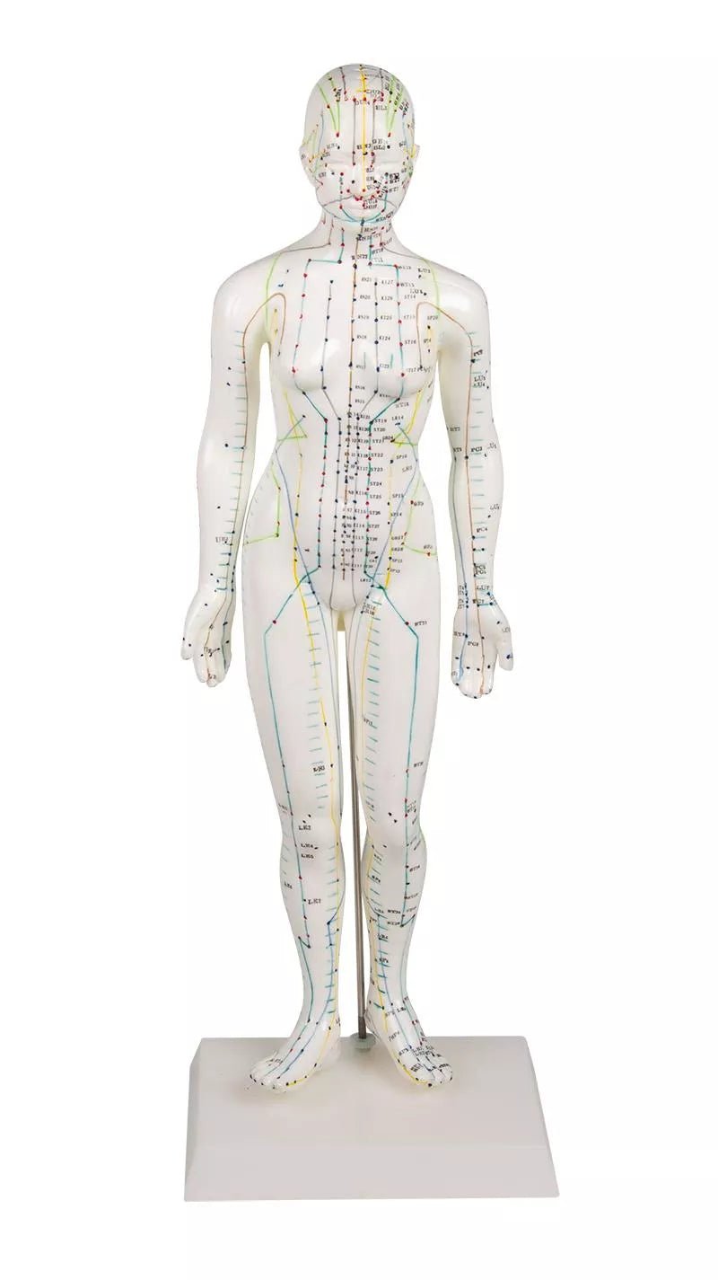 Erler - ZimmerChinesische AkupunkturfigurDocMed GmbH