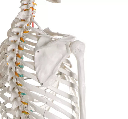 Erler-Zimmer Oscar School Skeleton, synthetic material, 178 cm