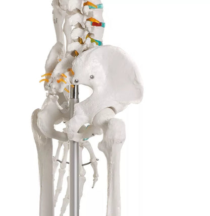 Erler-Zimmer Oscar School Skeleton, synthetic material, 178 cm