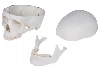 Erler-Zimmer Oscar School Skeleton, synthetic material, 178 cm