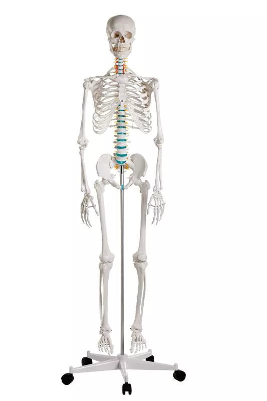 Erler-Zimmer Oscar School Skeleton, synthetic material, 178 cm