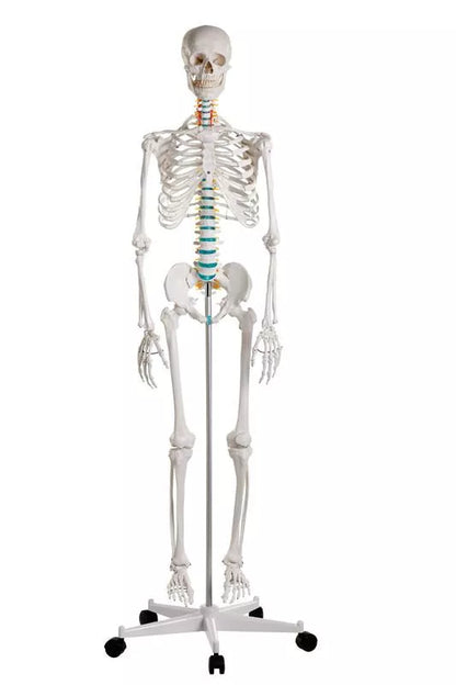 Erler-Zimmer Oscar School Skeleton, synthetic material, 178 cm