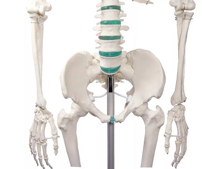 Erler-Zimmer Oscar School Skeleton, synthetic material, 178 cm