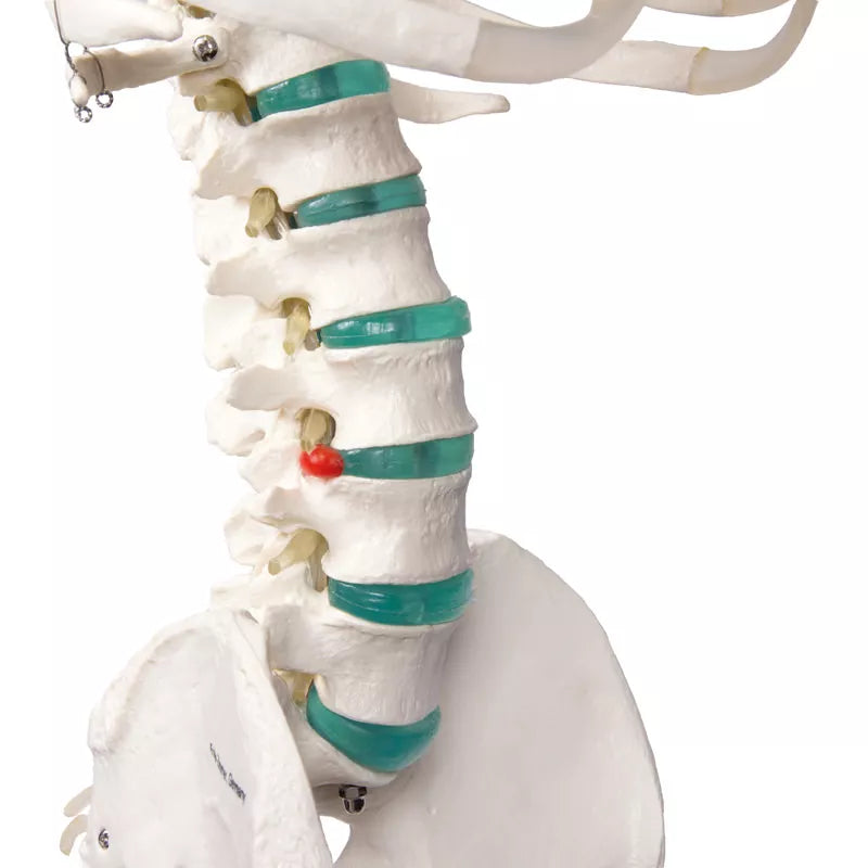 Erler-Zimmer Oscar School Skeleton, synthetic material, 178 cm