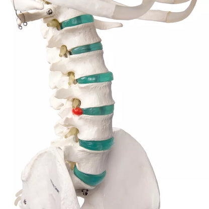 Erler-Zimmer Oscar School Skeleton, synthetic material, 178 cm