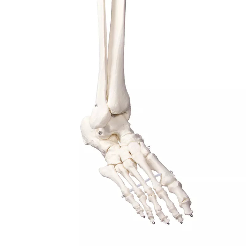Erler-Zimmer Oscar School Skeleton, synthetic material, 178 cm