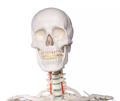 Erler-Zimmer Oscar School Skeleton, synthetic material, 178 cm