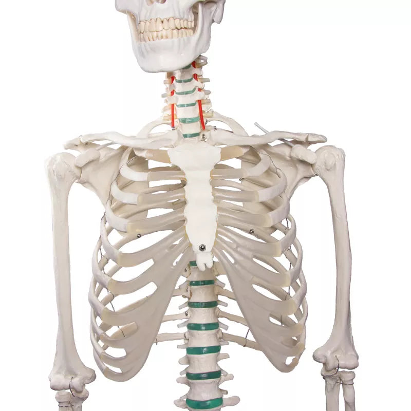 Erler-Zimmer Oscar School Skeleton, synthetic material, 178 cm