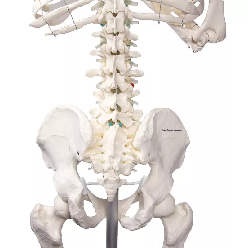 Erler-Zimmer Oscar School Skeleton, synthetic material, 178 cm