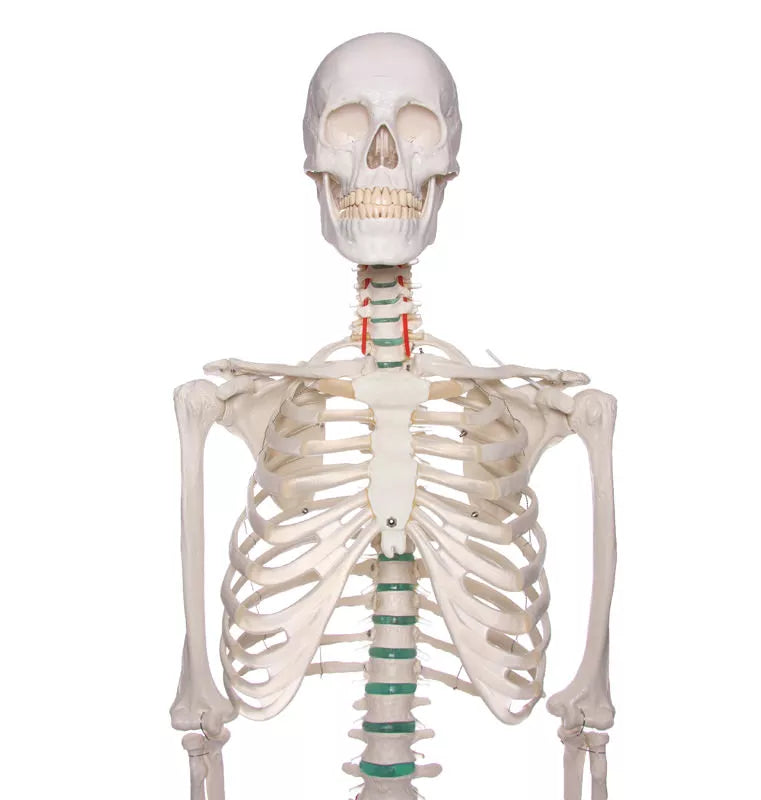 Erler-Zimmer Oscar School Skeleton, synthetic material, 178 cm