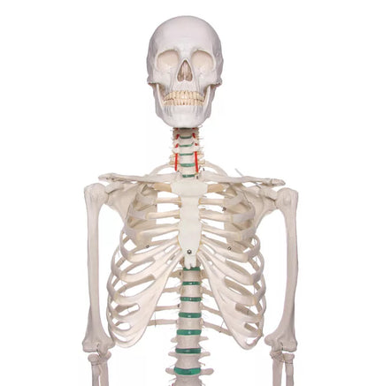 Erler-Zimmer Oscar School Skeleton, synthetic material, 178 cm