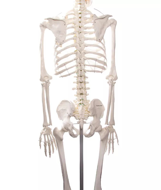 Erler-Zimmer Oscar School Skeleton, synthetic material, 178 cm