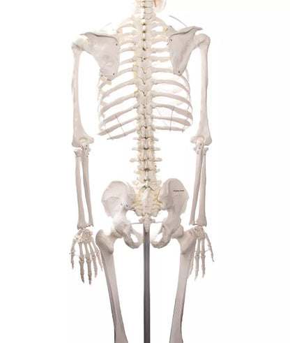 Erler-Zimmer Oscar School Skeleton, synthetic material, 178 cm