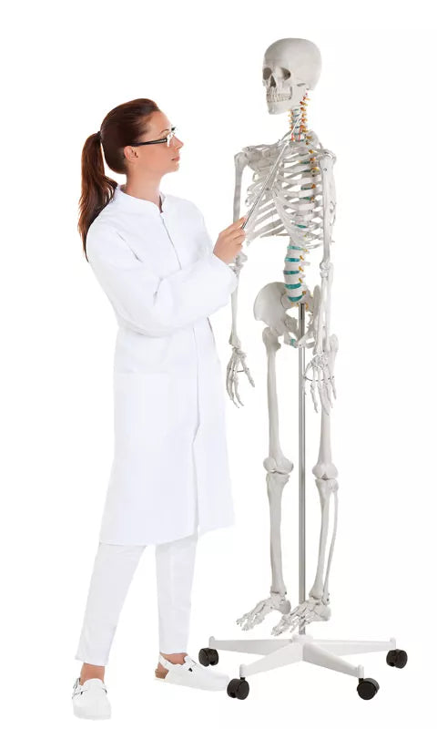 Erler-Zimmer Oscar School Skeleton, synthetic material, 178 cm