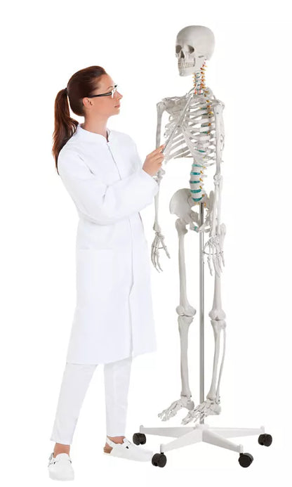Erler-Zimmer Oscar School Skeleton, synthetic material, 178 cm