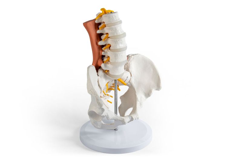 Male pelvis, lumbar spine with lumbar muscles
