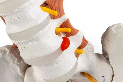Male pelvis, lumbar spine with lumbar muscles