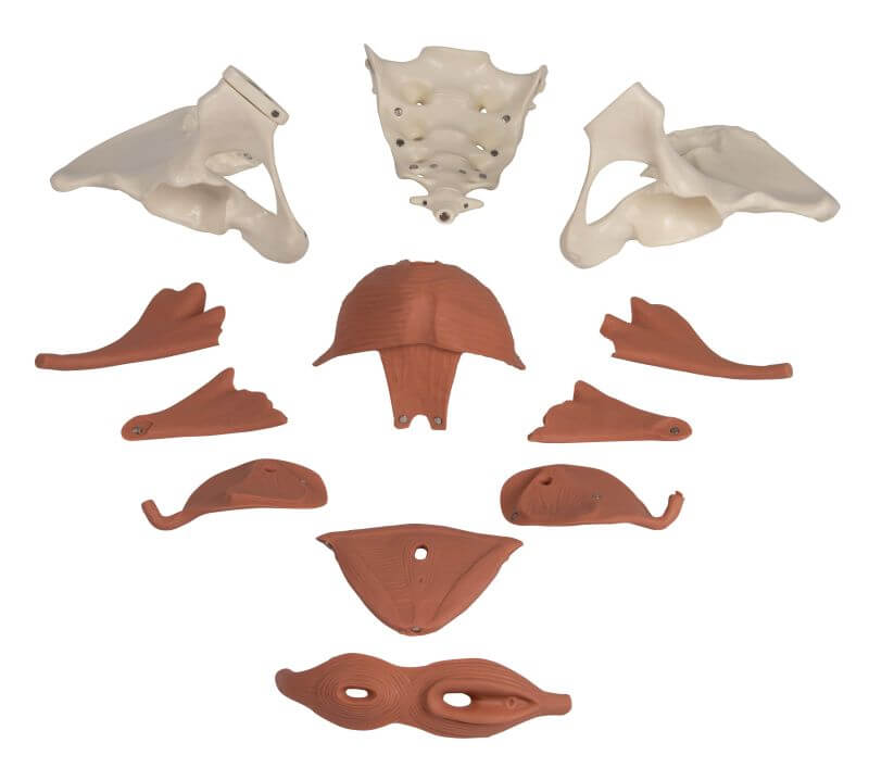 Weibliches Beckenbodenmodell 12 - teilig, magnetisch – Realistische Darstellung aller Muskelschichten - Erler - Zimmer