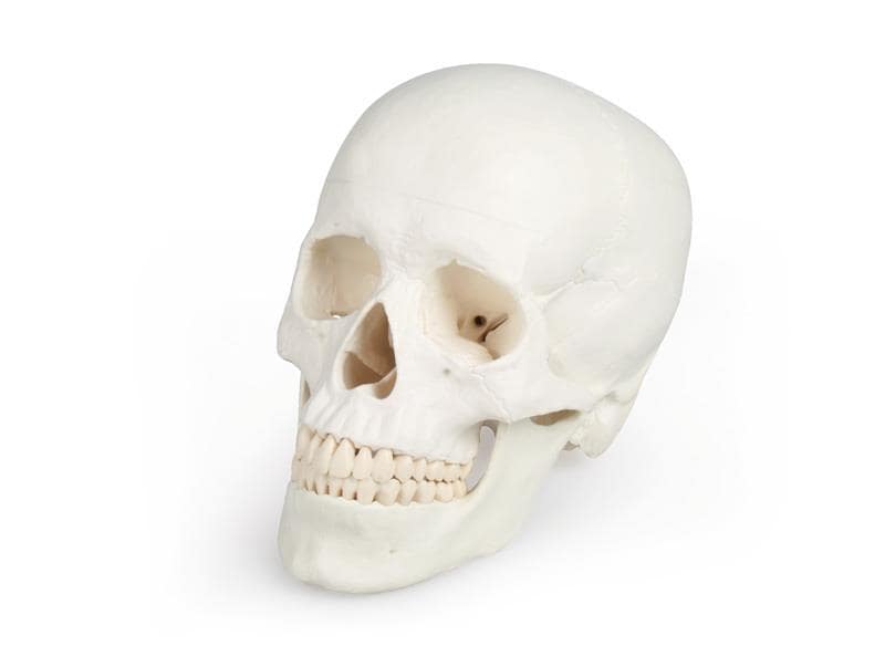 Schädelmodell, 3 - teilig – EZ Augmented Anatomy - Erler - Zimmer