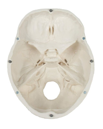 Schädelmodell, 3 - teilig – EZ Augmented Anatomy - Erler - Zimmer