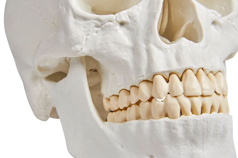 Schädelmodell, 3 - teilig – EZ Augmented Anatomy - Erler - Zimmer