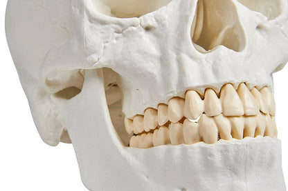 Schädelmodell, 3 - teilig – EZ Augmented Anatomy - Erler - Zimmer