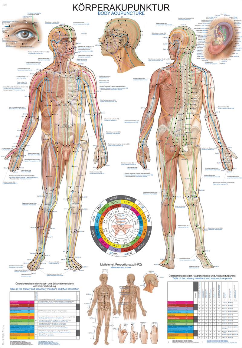 Lehrtafel Human Medizin - Erler - Zimmer