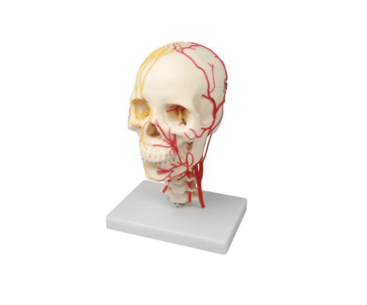Neurovaskuläres Schädelmodell – Anatomiemodell mit Nerven, Arterien & abnehmbarem Schädeldach auf Halswirbelsäule - Erler - Zimmer