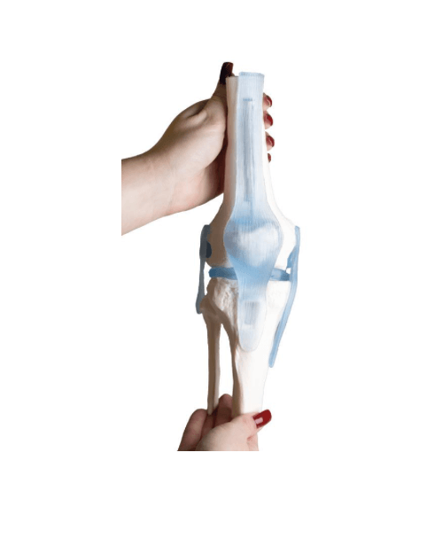 Kniegelenkmodell mit Bändern & Stativ – Anatomiemodell mit Bewegungsdemonstration & flexiblen Strukturen - Erler - Zimmer