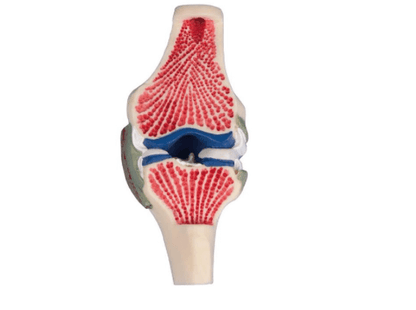 Knie - Gelenkschnittmodell in natürlicher Größe – Anatomiemodell mit Menisken, Bändern & Knorpelstruktur - Erler - Zimmer