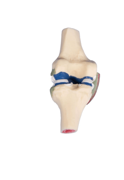 Knie - Gelenkschnittmodell in natürlicher Größe – Anatomiemodell mit Menisken, Bändern & Knorpelstruktur - Erler - Zimmer