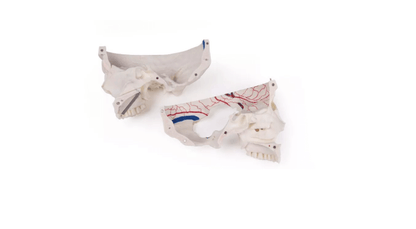 Luxus Demonstrations - Schädel, 14 - teilig – Premium - Lehrmodell für erweiterte anatomische Studien - Erler - Zimmer