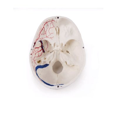 Luxus Demonstrations - Schädel, 14 - teilig – Premium - Lehrmodell für erweiterte anatomische Studien - Erler - Zimmer